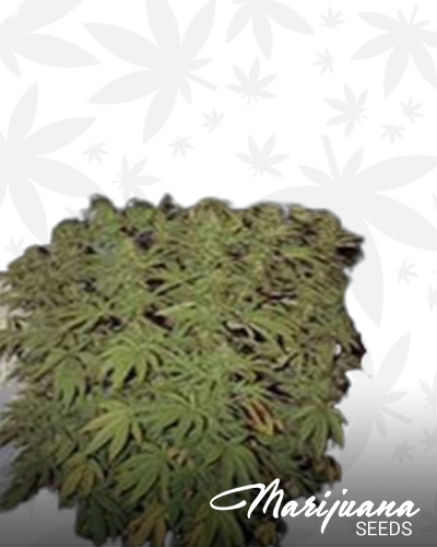 Khyber Afghani