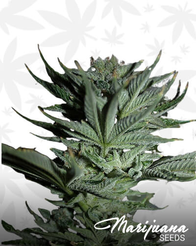 Khyber Kush 1