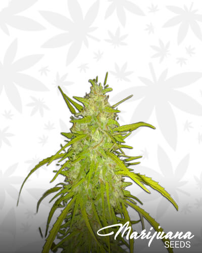 Kif Plus