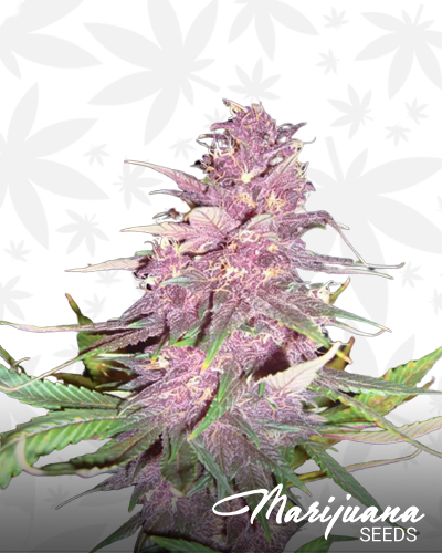 Killa Kush