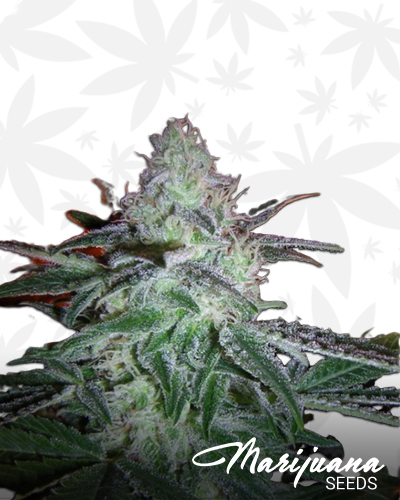 Killa OG Kush