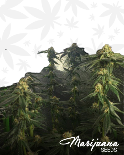 Killer Afghan Skunk