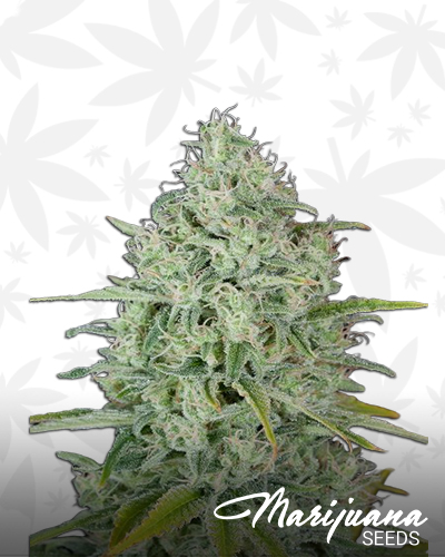 Killer Critical Jack