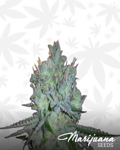 Killer Green Kush