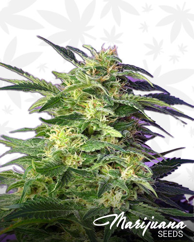Killer Kush Auto