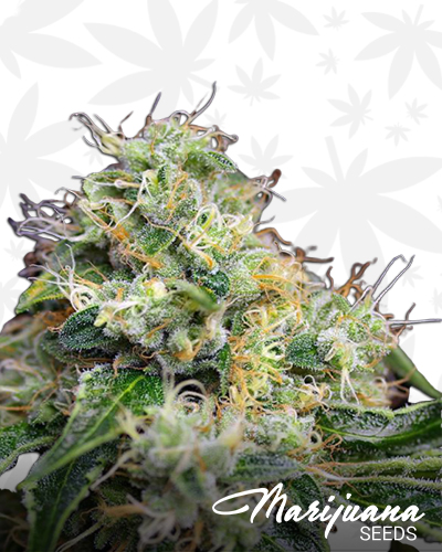 Killer Kush F1 Fast Version