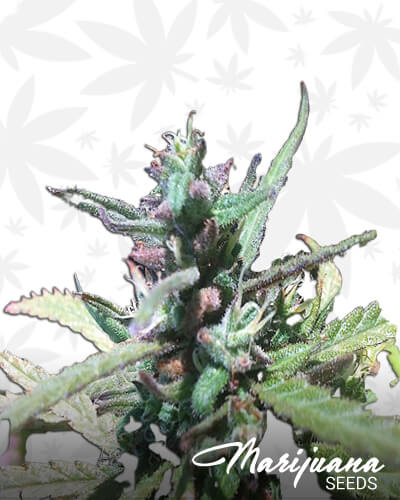 Killer Nightmare OG