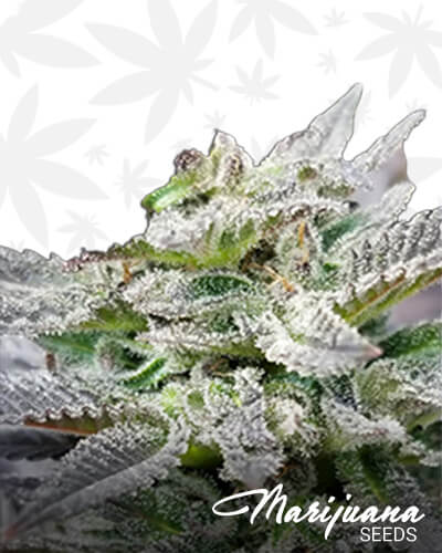 Killer OG strain