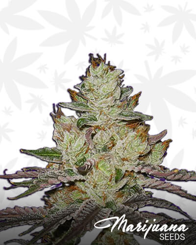 Killer Purps