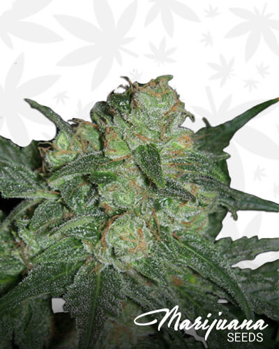 Killer Super Blueberry