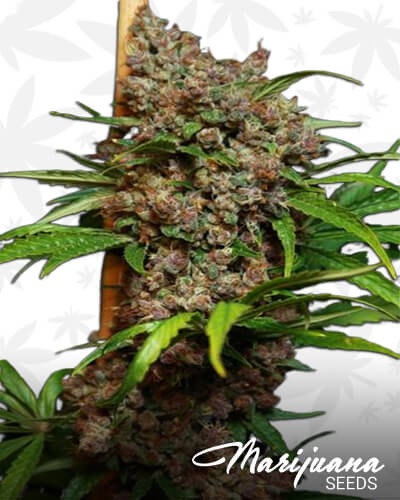 Killing Fields F2