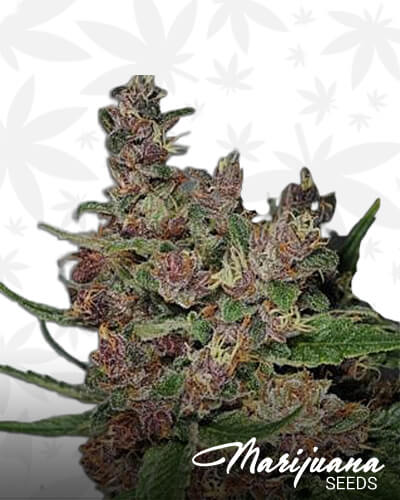 Killing Kush