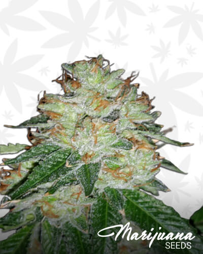 Kim K Kush