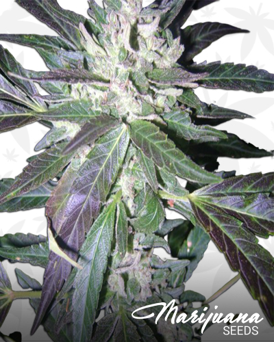 King Haze x Freezeland