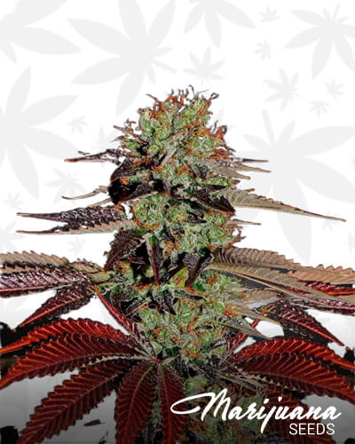 King Kush
