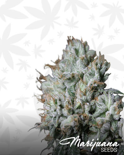 King Louie XIII on Fire