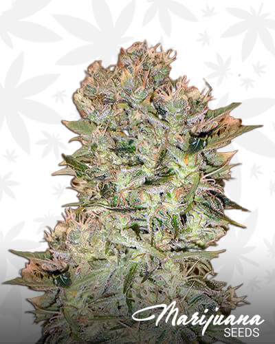 King Skunk