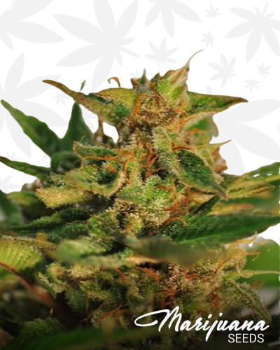 KingAka King pure