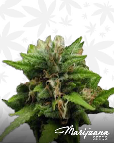 Kingston Confidential