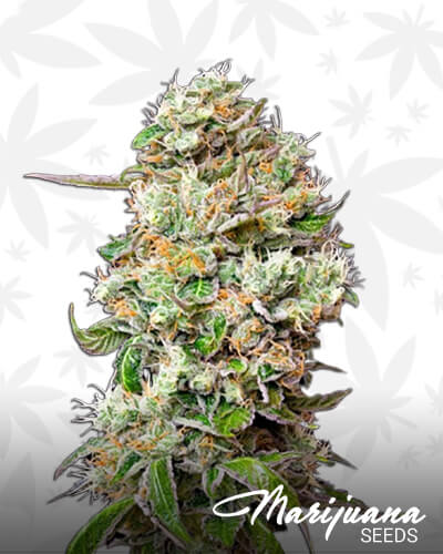 King’s Kush Autoflowering CBD