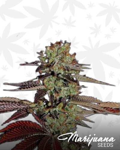 King’s Kush Automatic