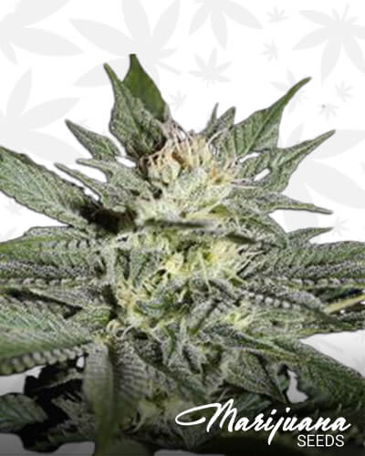 King’s Kush CBD