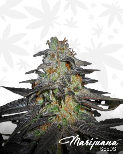 KirkWood OG