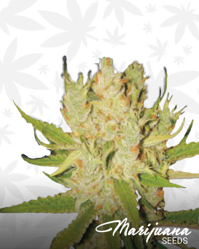 KnightsBridge OG Haze