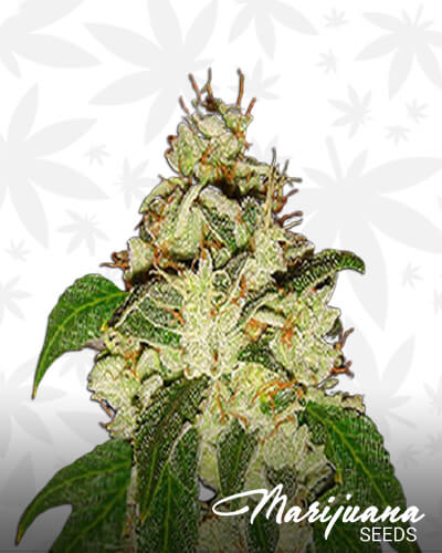 KnightsBridge OG