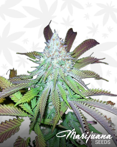 Kobain Kush