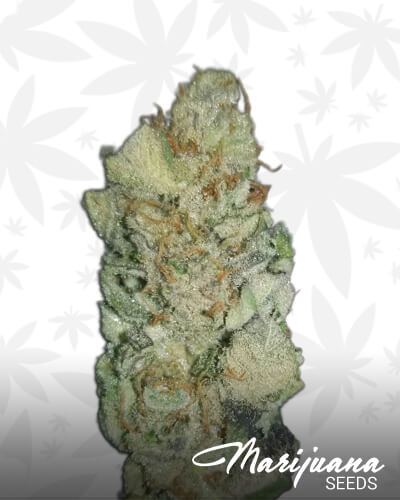 Koffee Breath Strain