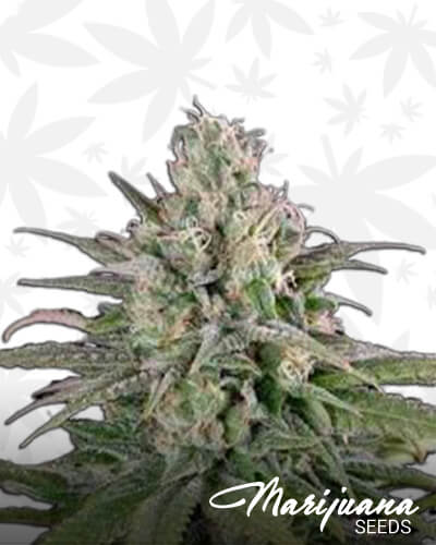 Kolo Kush
