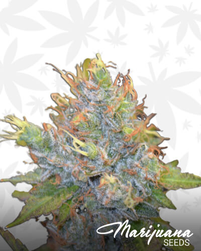 Kong OG