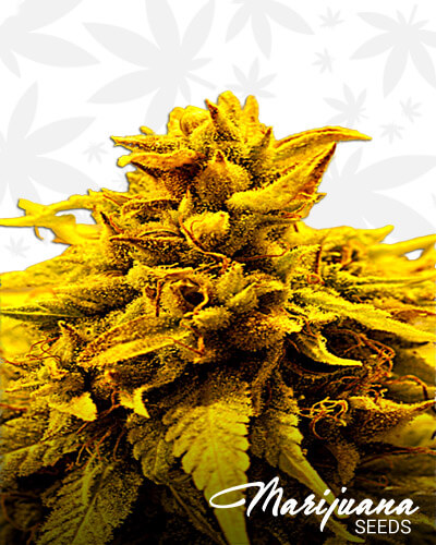 Kopasetic Kush