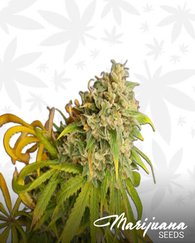 Kosher Alien x Monster Cookies