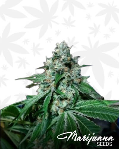 Kosher Alien