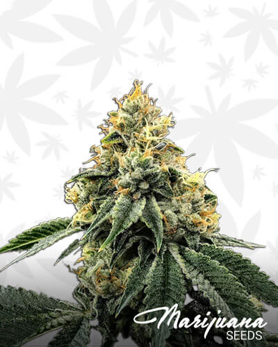 Kosher Kush x Star Dawg