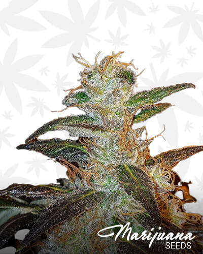 Kosher Mids