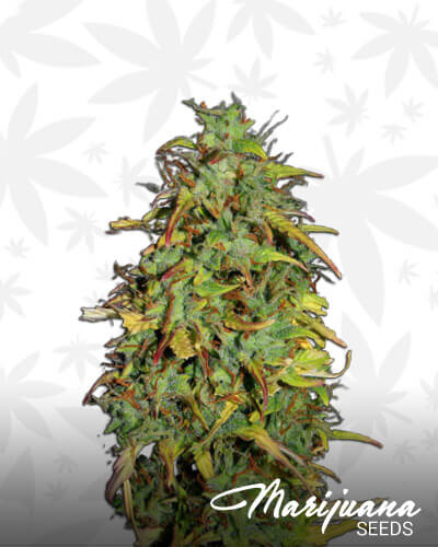 Kraken Auto