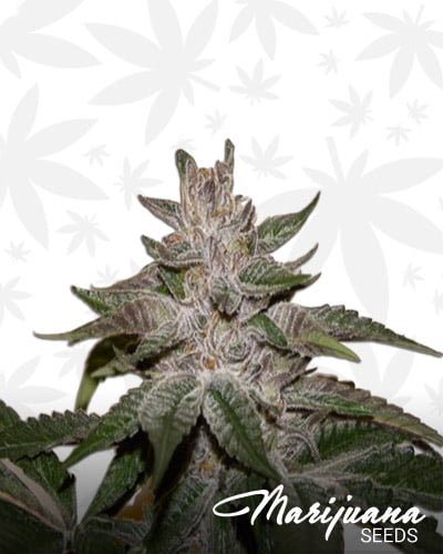 Krazy Kush 1