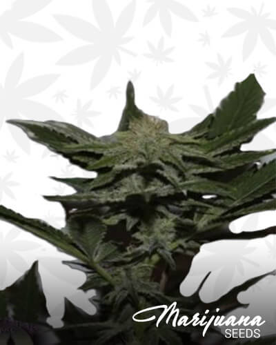 Krippy Kush