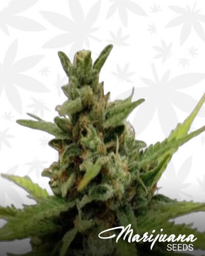 Kritic 70Aka Kritic Auto