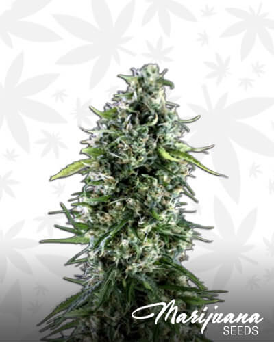 Kritikal Bilbo x AK 47