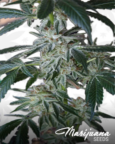 Krome White Triangle