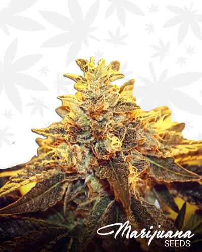 Kryptonite OG 1