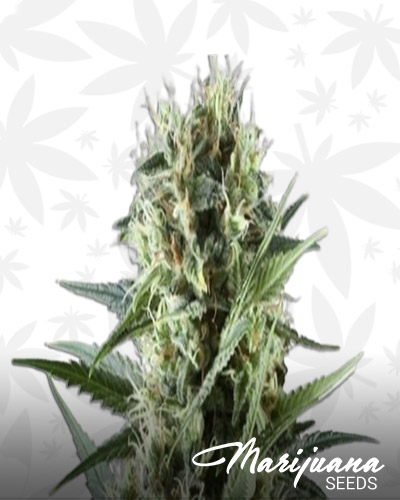 Kush 1