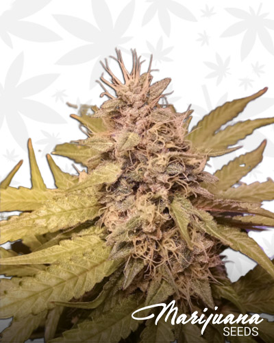Kush And Cheese