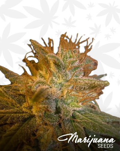 Kush Berry CBD