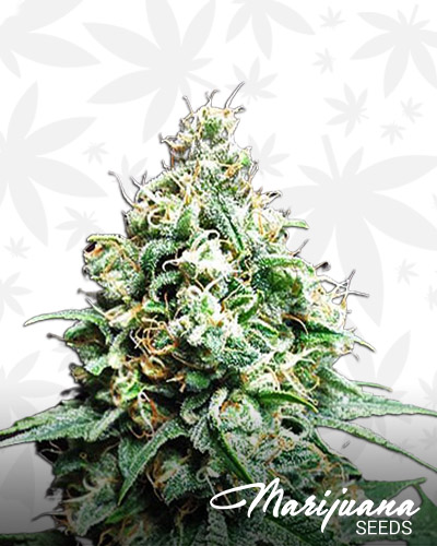 Kush Bomb