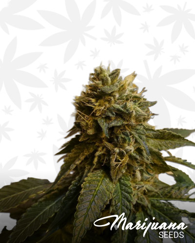 Kush Deseert